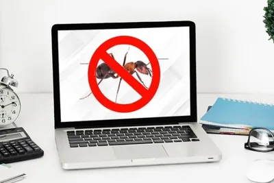 Cách đuổi kiến chui vào laptop, máy tính ra ngoài nhanh chóng, không hỏng máy